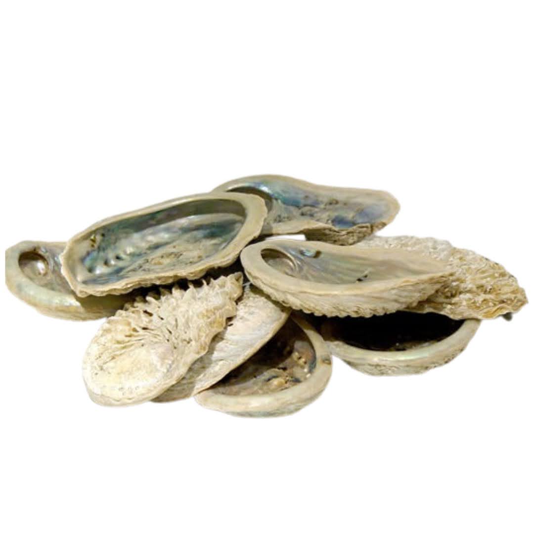 Collection of oyster shells on a white background