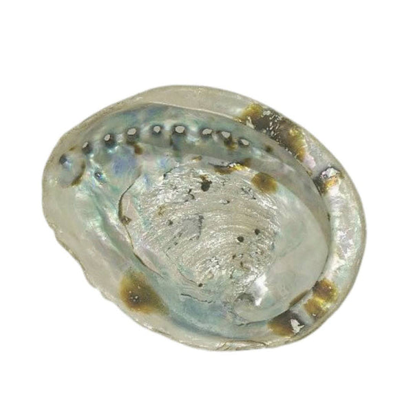 Abalone Shells