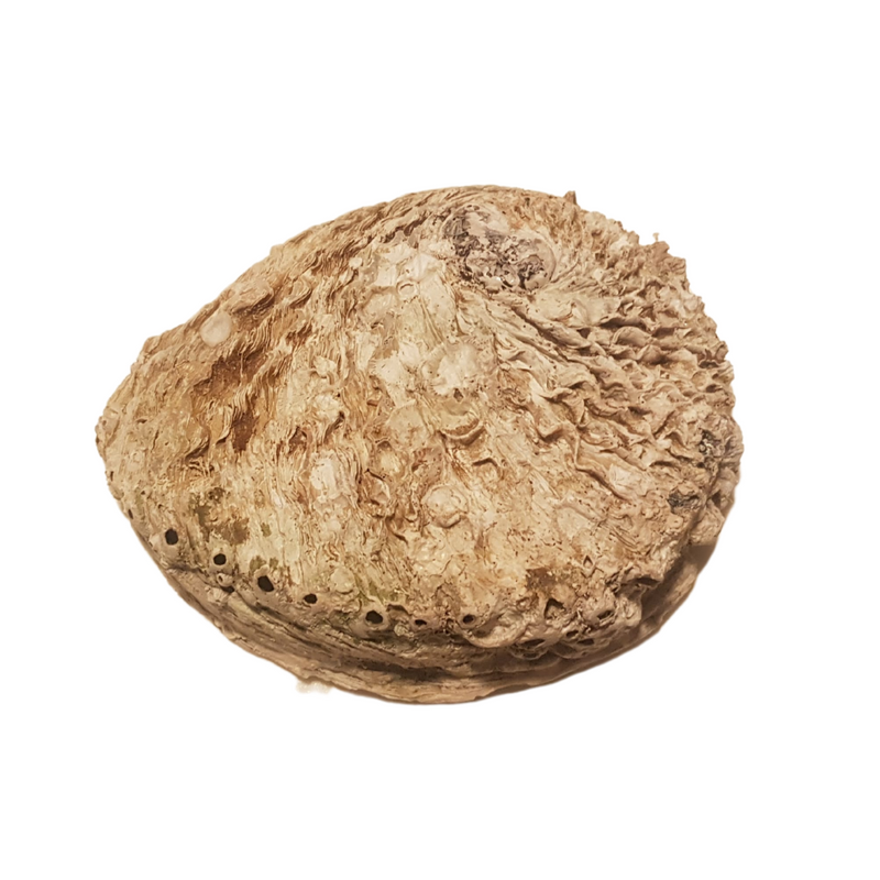 A single natural abalone shell specimen with a textured, ribbed surface in warm tan and brown tones, isolated on a plain white background.