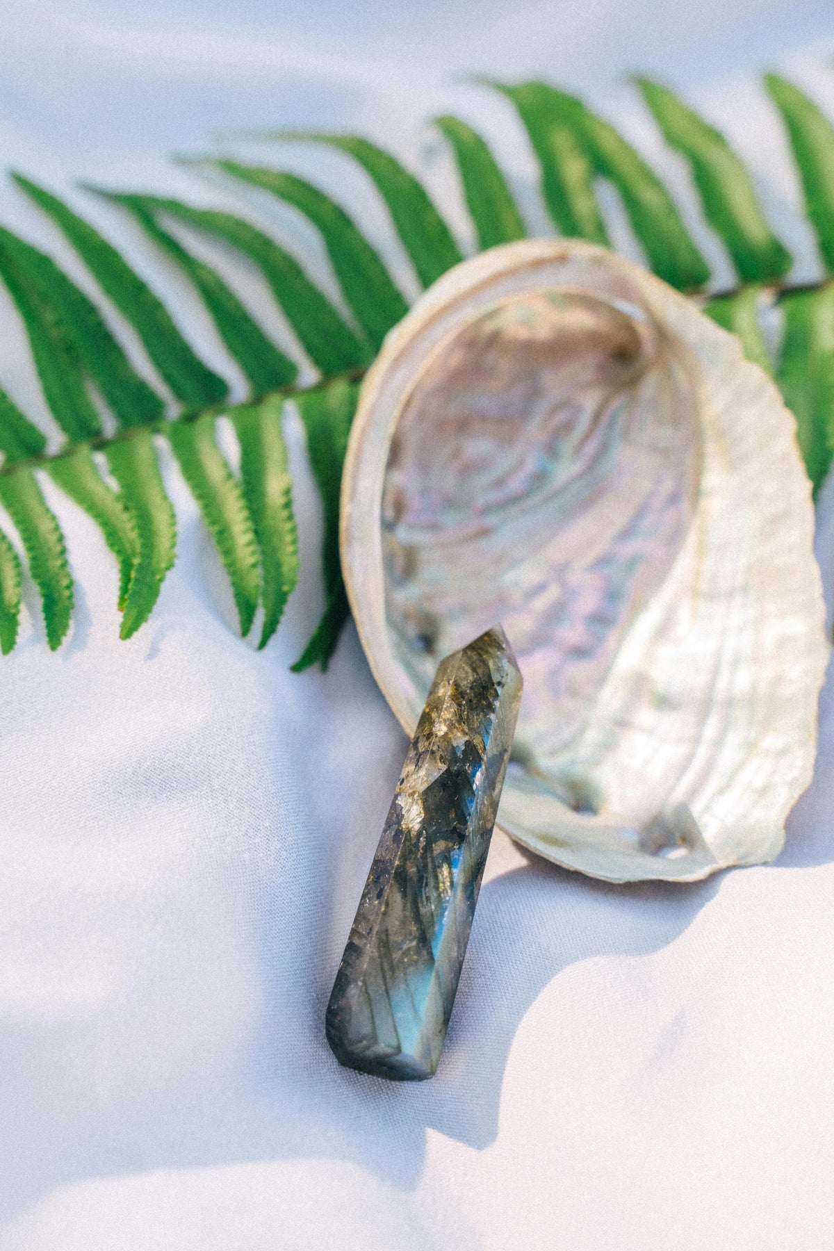 Shell with a crystal on a white surface with green leaves in the background