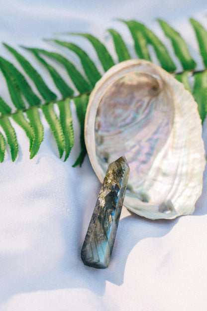 Shell with a crystal on a white surface with green leaves in the background